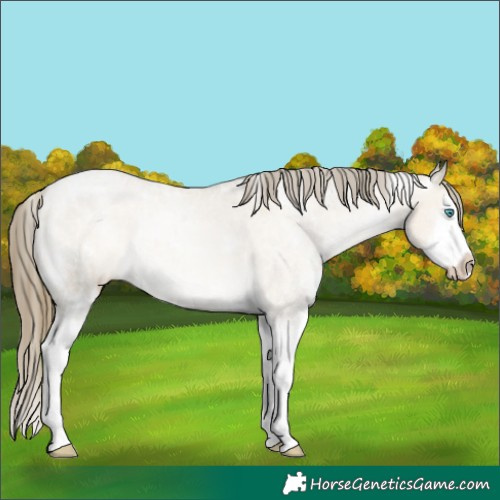 Horse Color:White Spotted Chocolate Buckskin Ice Pearl Dun Splash Appaloosa Rabicano 