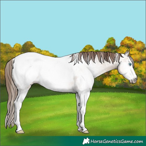 Horse Color:Gray White Spotted Buckskin Ice Pearl Splash Appaloosa 