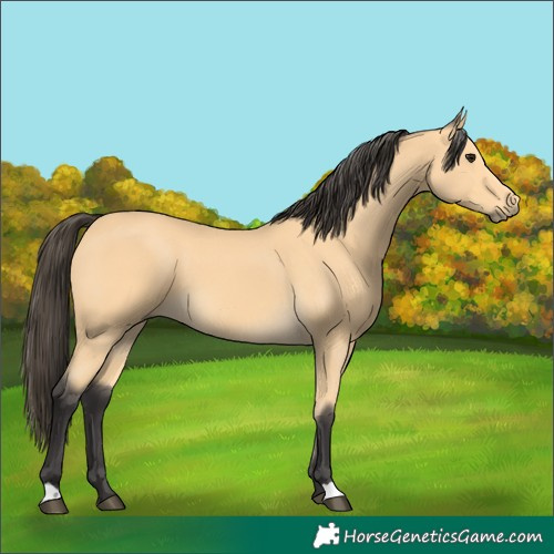 Horse Color:Buckskin