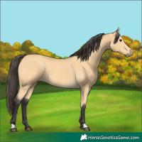 Horse Color:Buckskin 