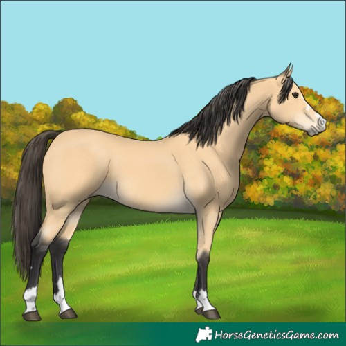 Horse Color:Buckskin 