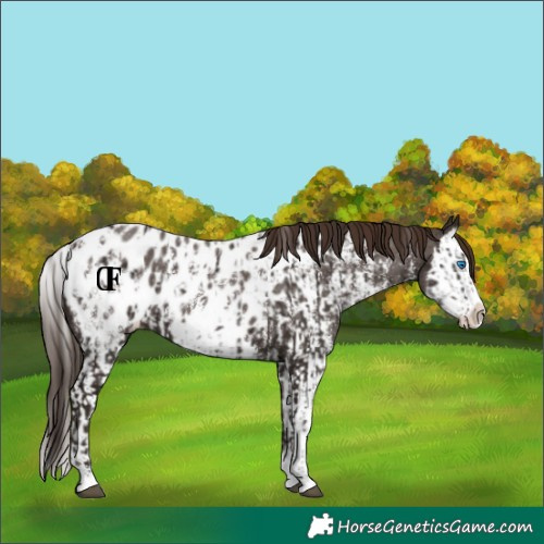 Horse Color:Liver Chestnut Sabino Splash Appaloosa  and Liver Chestnut Sabino Splash Appaloosa 