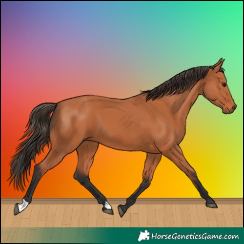 Horse Color:Bay 