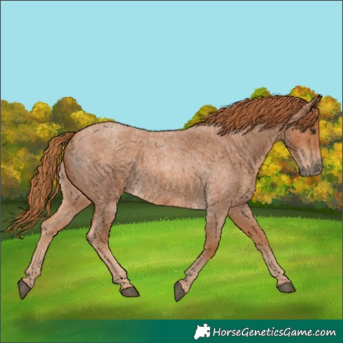 Horse Color:Red Roan 