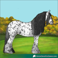 Horse Color:Black Appaloosa Rabicano