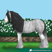Horse Color:Blue Roan Splash 