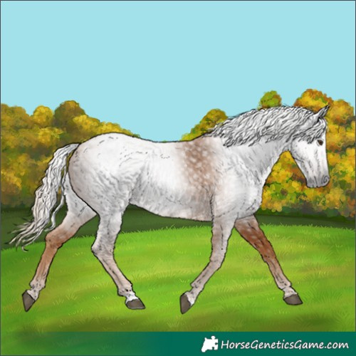 Horse Color:Gray Chestnut 