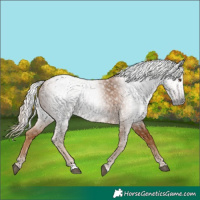 Horse Color:Gray Chestnut