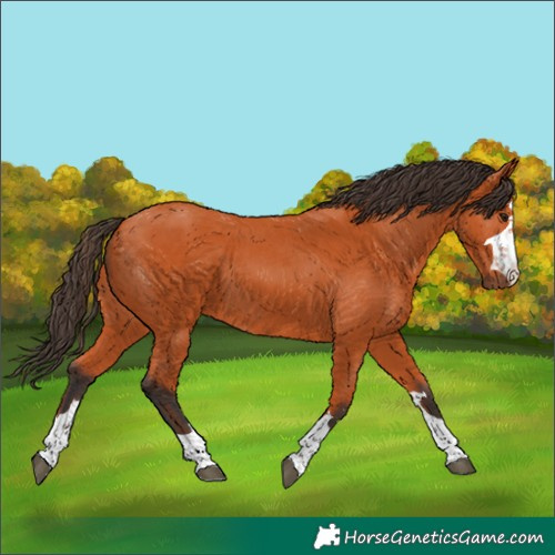 Horse Color:Bay 