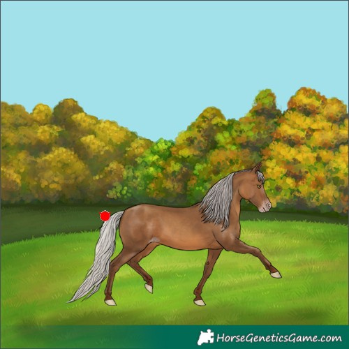 Horse Color:Gray Silver Sable Champagne 