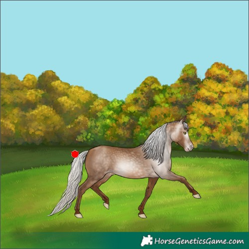 Horse Color:Gray Silver Sable Champagne 