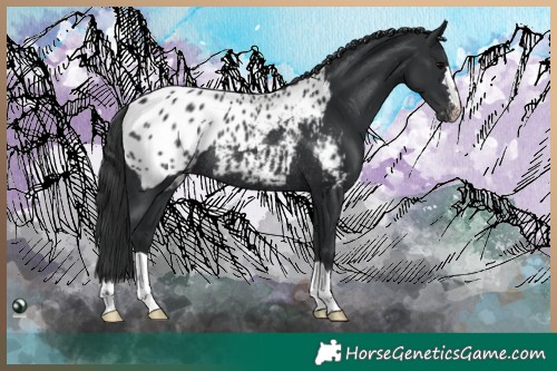 Horse Color:Black Blanket Rabicano 
