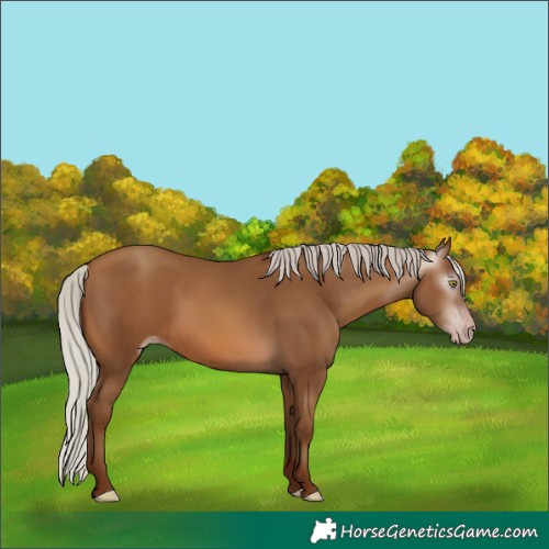 Horse Color:Gray Silver Sable Champagne 