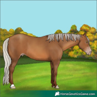Horse Color:Gray Silver Sable Champagne 