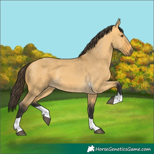 Horse Color:Buckskin Dun Tobiano