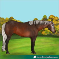 Horse Color:Gray Silver Brown 