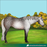 Horse Color:Gray Silver Brown 