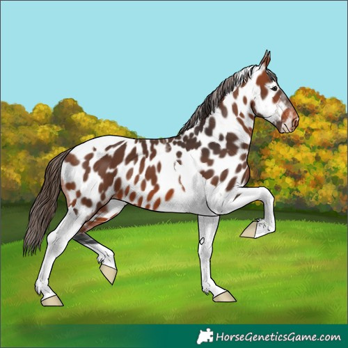 Horse Color:Bay Tobiano Near Leopard