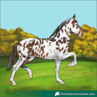 Horse Color:Bay Tobiano Near Leopard 