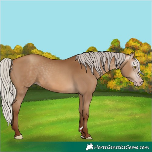 Horse Color:Gray Silver Sable Champagne 