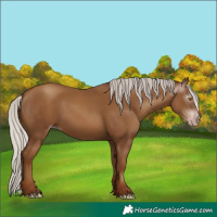 Horse Color:Gray Silver Classic Champagne 