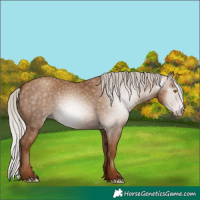 Horse Color:Gray Silver Classic Champagne 