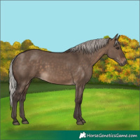 Horse Color:Silver Brown Dun 