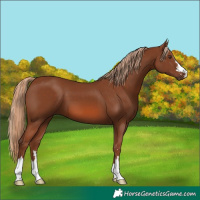 Horse Color:Chestnut 