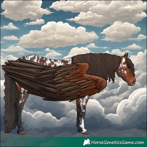 Horse Color:Brown Rabicano and Brown Appaloosa Rabicano