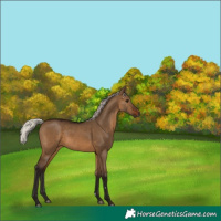 Horse Color:Gray Silver Brown Dun 