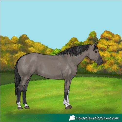 Horse Color:Grullo Tobiano 