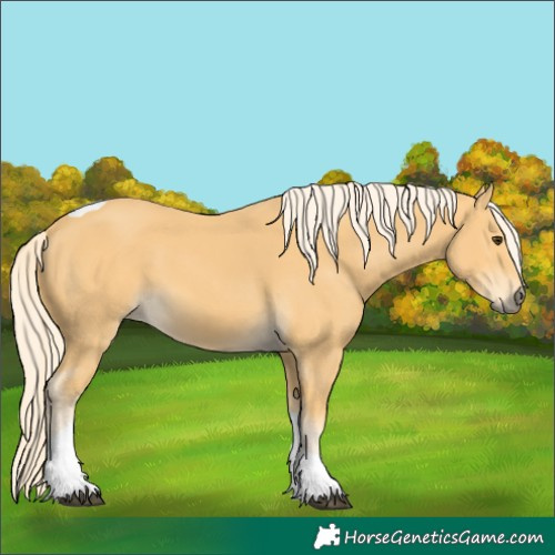 Horse Color:Palomino Tobiano 