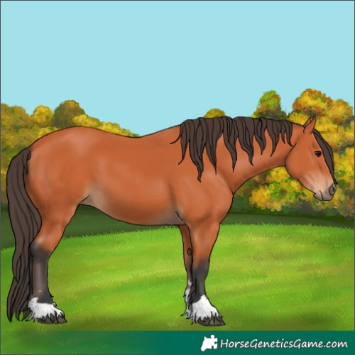 Horse Color:Bay 