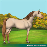 Horse Color:Red Dun 