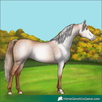 Horse Color:Gray Gold Champagne 