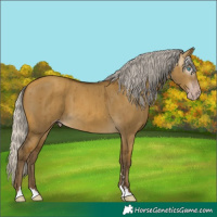Horse Color:Gray Silver Sable Cream Champagne Dun Brindle 