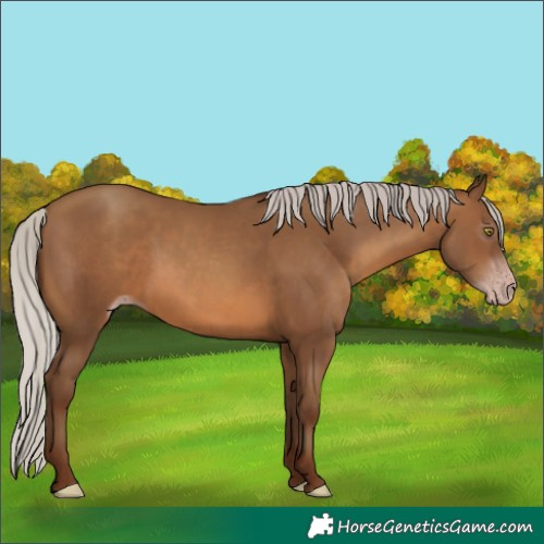 Horse Color:Unknown 