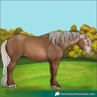 Horse Color:Gray Silver Sable Champagne 