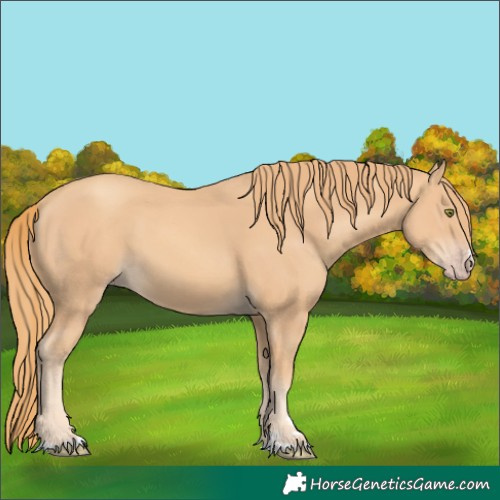 Horse Color:Gold Champagne 