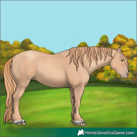 Horse Color:Gold Champagne