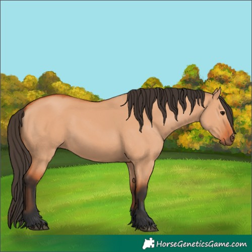 Horse Color:Bay Dun 