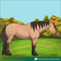 Horse Color:Bay Dun