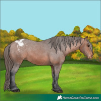 Horse Color:Bay Appaloosa