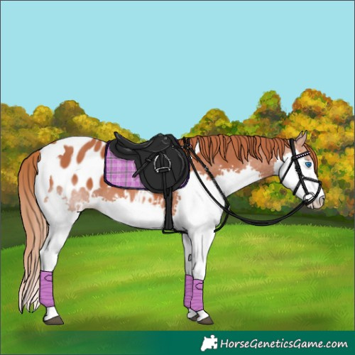 Horse Color:Chestnut Splash Tobiano Appaloosa 