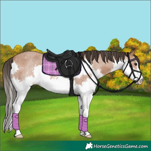 Horse Color:Bay Roan Splash