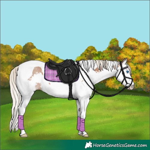 Horse Color:Chestnut Sabino Splash Tobiano Appaloosa