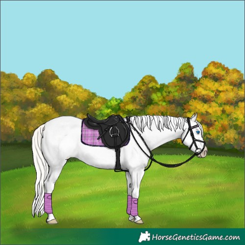 Horse Color:White Spotted Silver Bay Roan Pearl Splash Rabicano