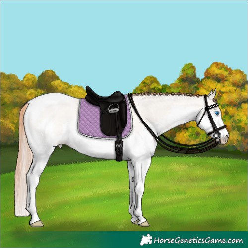 Horse Color:Amber Champagne Roan Pearl Dun Splash Tobiano