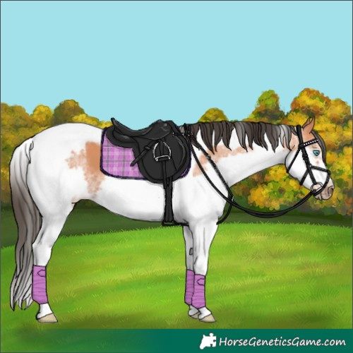 Horse Color:Bay Splash Tobiano Frame