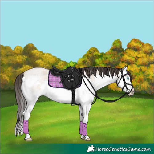 Horse Color:Bay Roan Dun Splash 